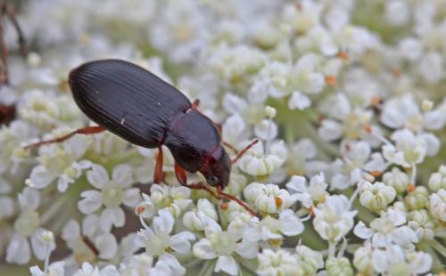 Réf. 242 395 : Ophonus sp.